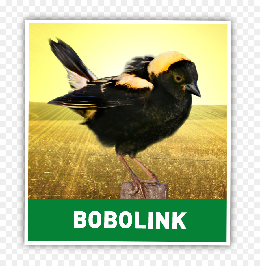 Bobolink，الطيور PNG
