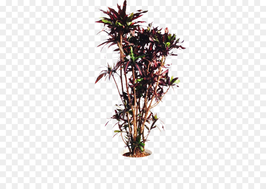 زهور，ل Houseplant PNG