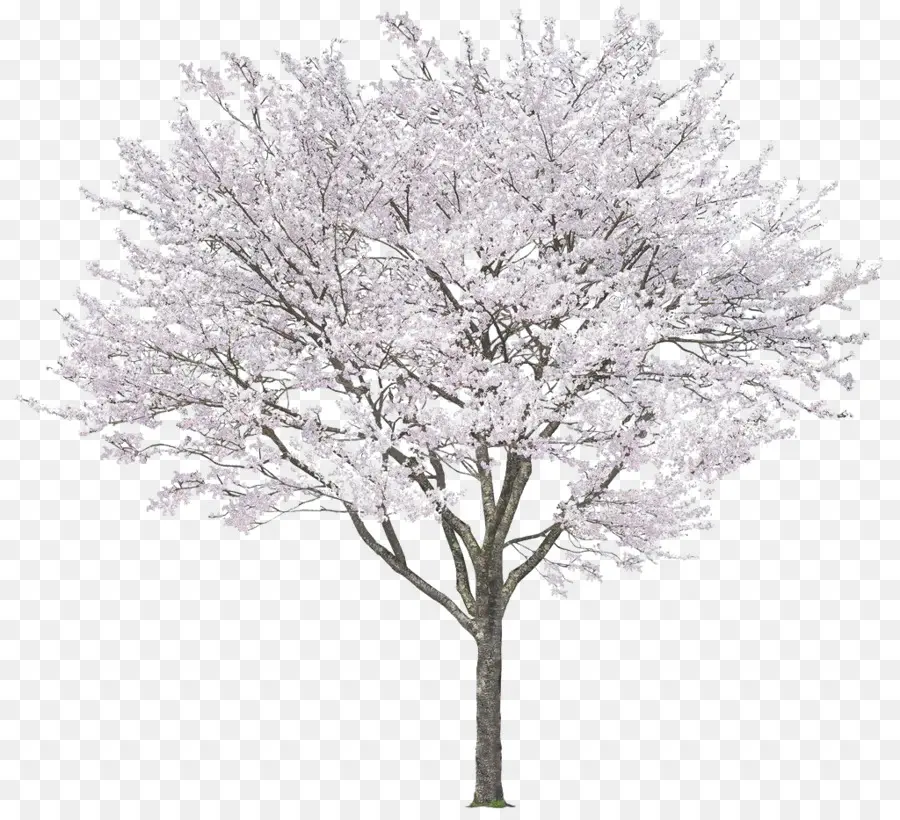 شجرة，زهر PNG