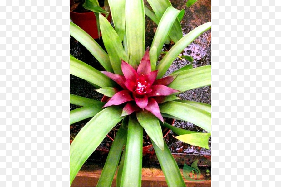 Bromelia Antiacantha，حديقة PNG