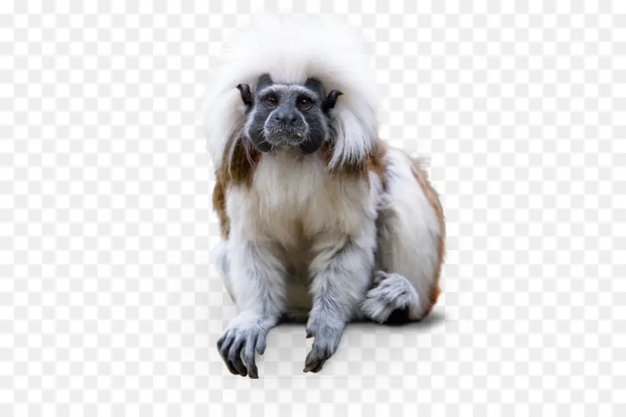 الكلب تولد，Cottontop Tamarin PNG