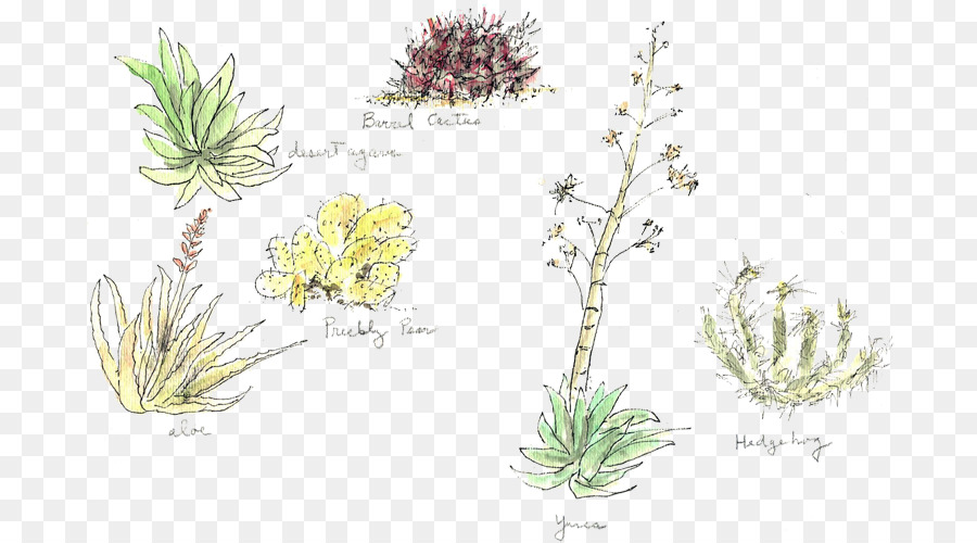 الأعشاب，الجذعية النباتية PNG