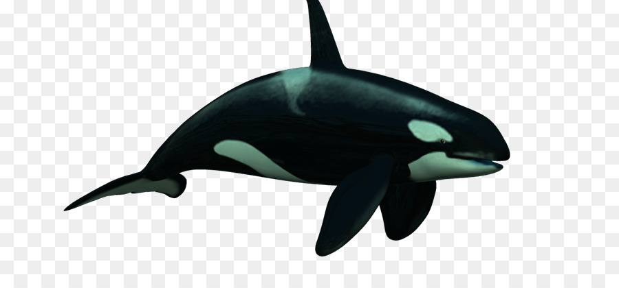 الحوت القاتل，Roughtoothed دولفين PNG
