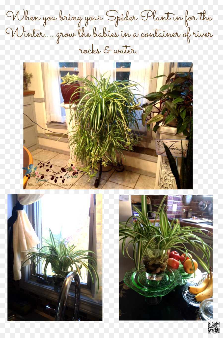 ل Houseplant，زهور PNG