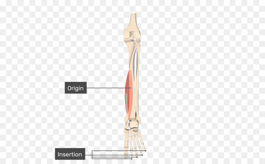 الظنبوبي الخلفي العضلات，الظنبوبي الأمامي العضلات PNG