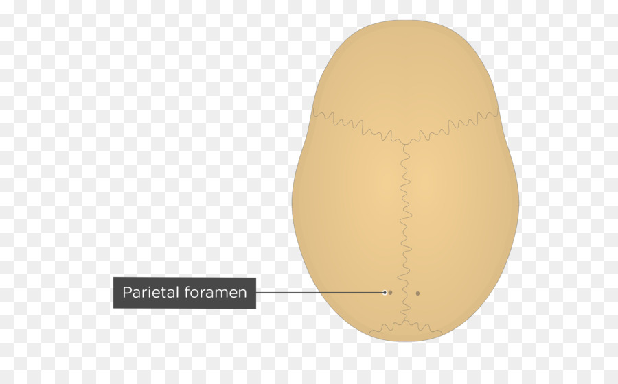 الثقبة الجدارية，جمجمة PNG