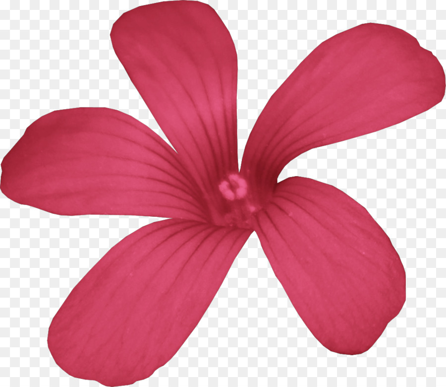 روزيسمح，م الوردي PNG