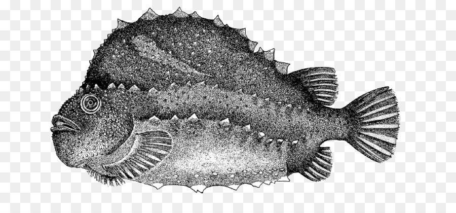 الأسماك，سكروترل لوبوس PNG