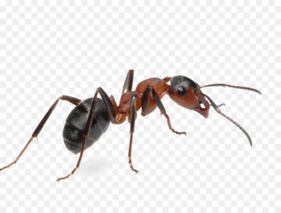 النملة，حشرة PNG