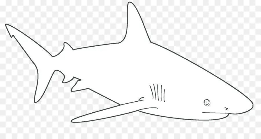 القرش，قالب PNG