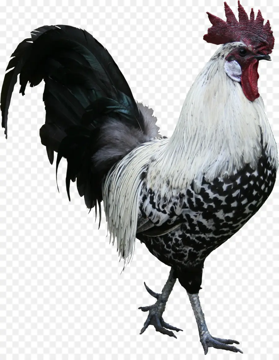 الديك，دجاج كوشين PNG