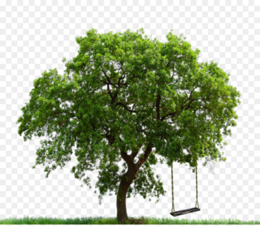 شجرة，الخدمة PNG