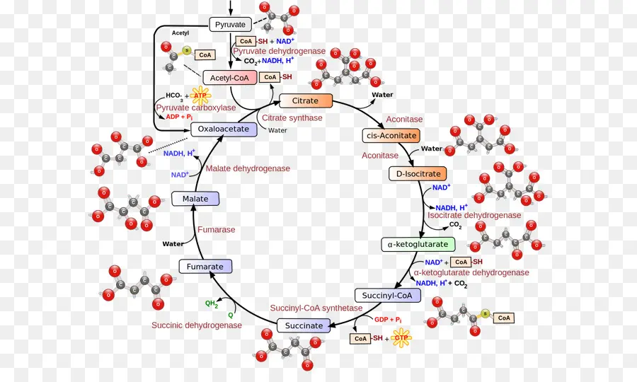 دورة حمض الستريك，الكيمياء الحيوية PNG