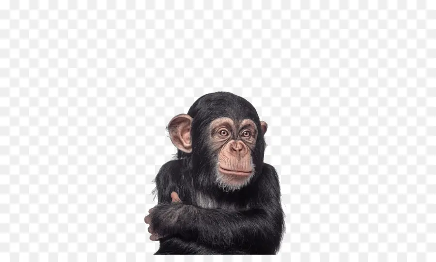الشمبانزي，الغوريلا PNG