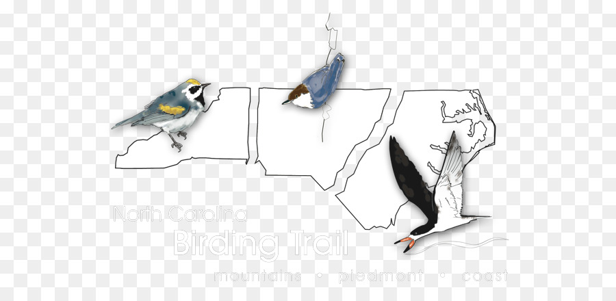 الطيور，ولاية كارولينا الشمالية PNG