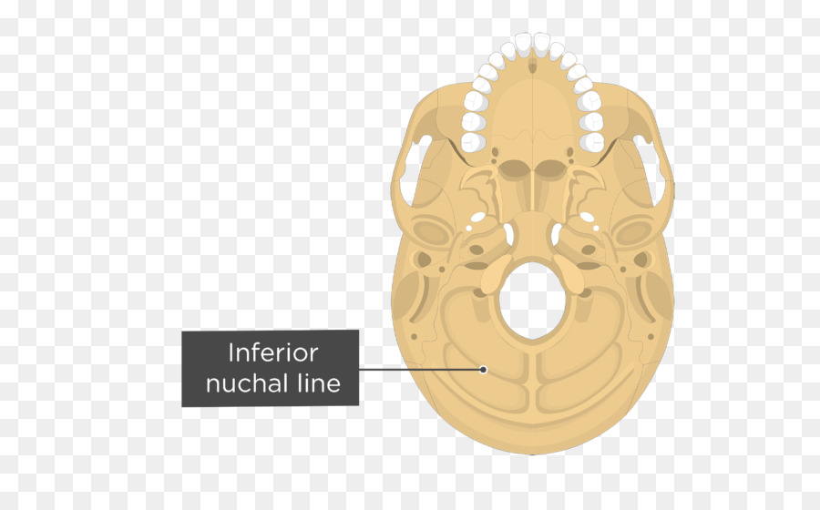 Stylomastoid الثقبة，تشريح PNG