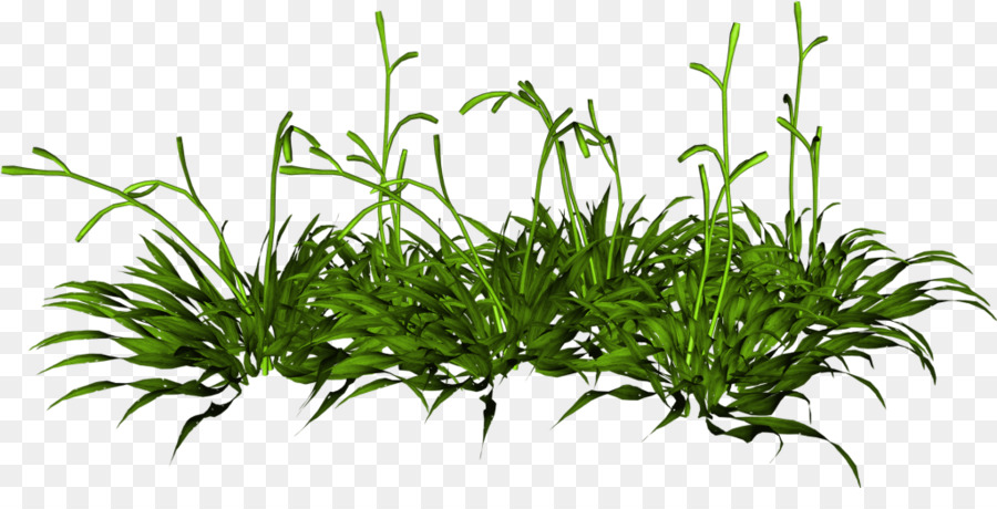 ل Houseplant，النباتات PNG