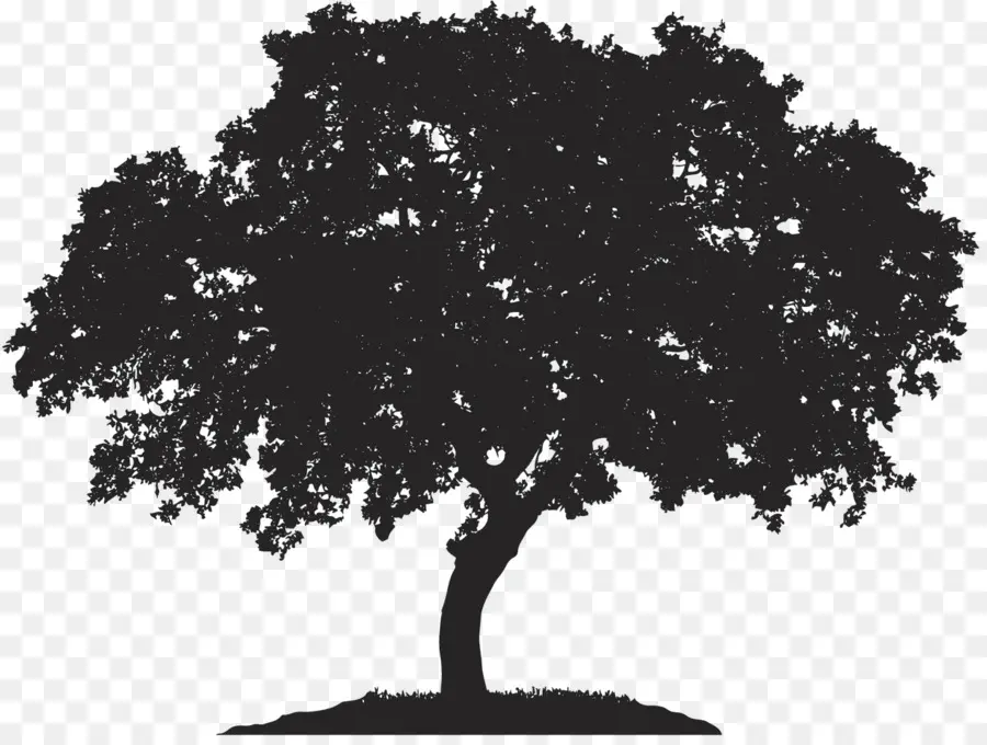 الإنجليزية البلوط，شجرة PNG