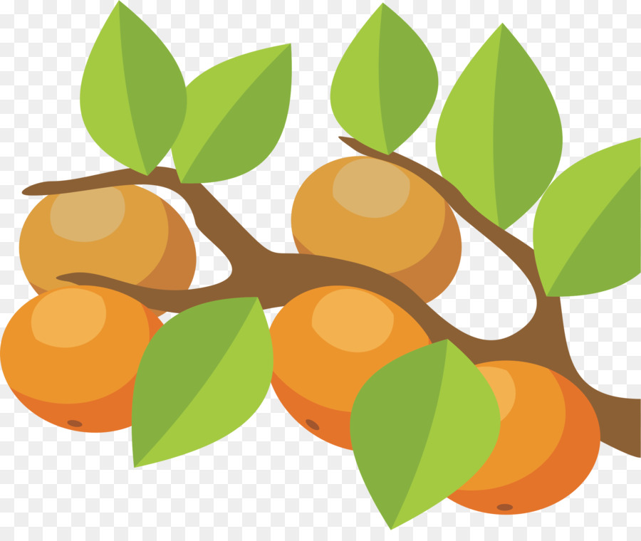 البرتقال，الحمضيات سينينسيس PNG