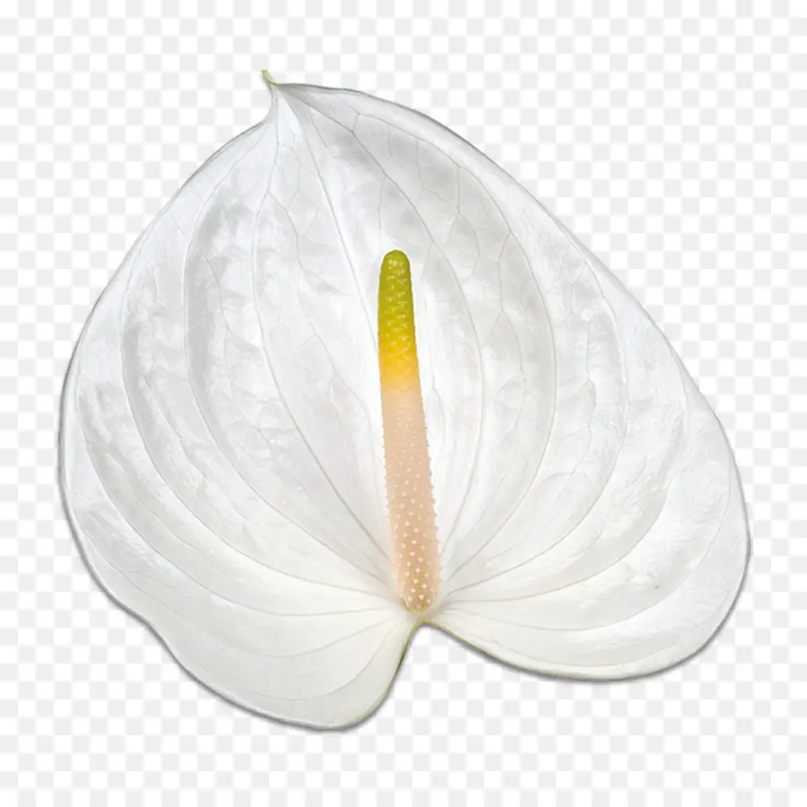 زهرة，الأبيض PNG