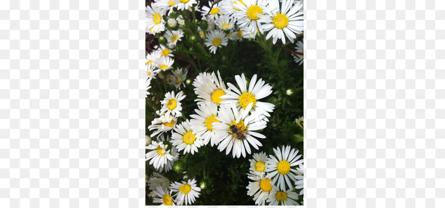 Oxeye ديزي，مارغريت ديزي PNG