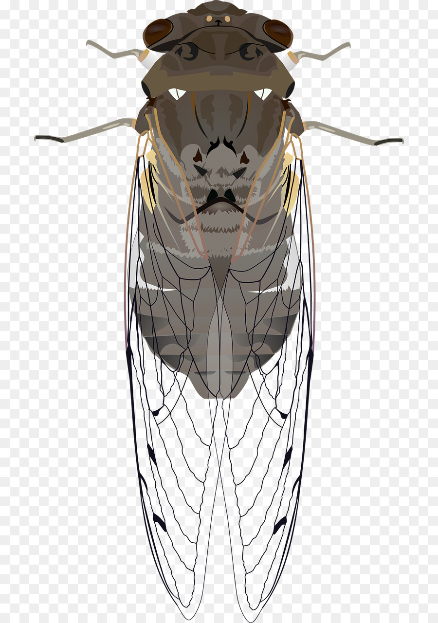 حشرة，Cicadoidea PNG