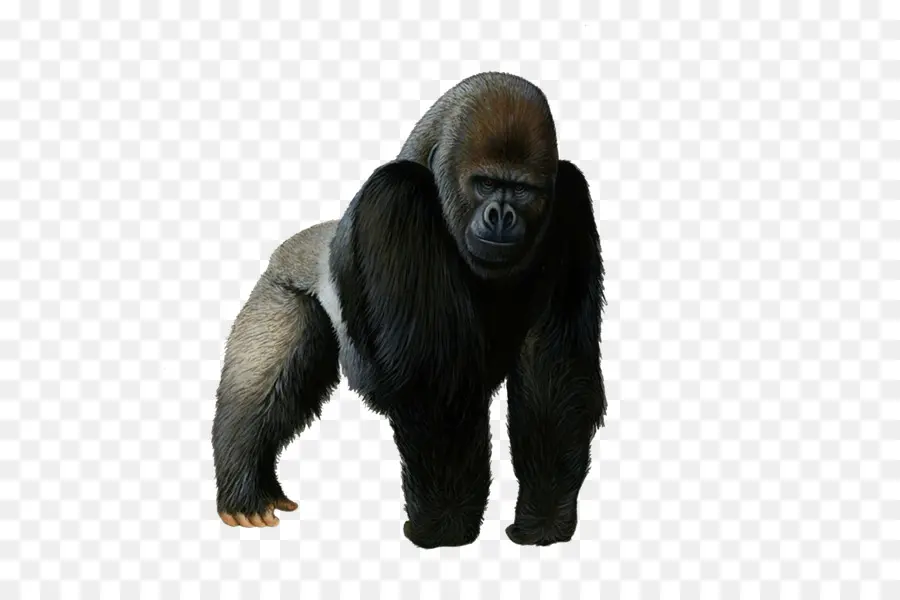 الشمبانزي，غوريلا الجبال PNG