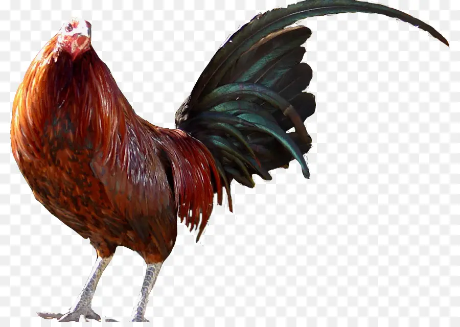 الديك，دومينيك دجاج PNG