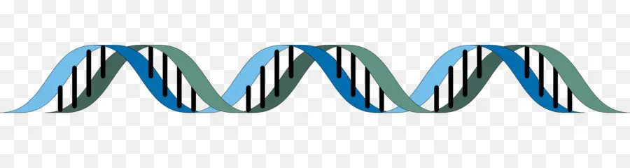 الحلزون المزدوج حساب شخصي اكتشاف بنية الحمض النووي，الحمض النووي PNG