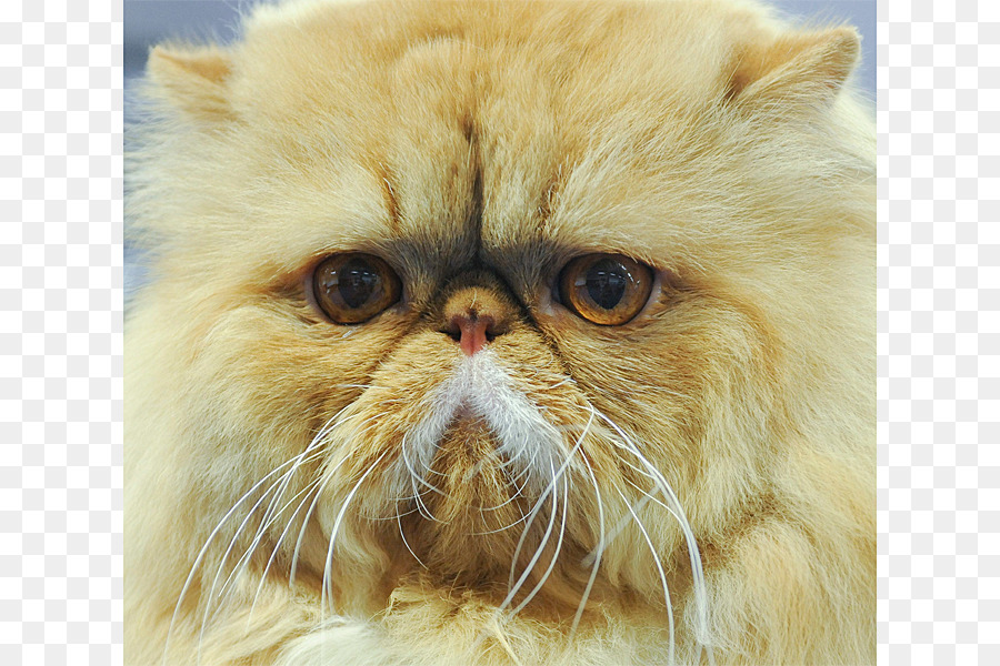 قط فارسي，شعر اللحية PNG
