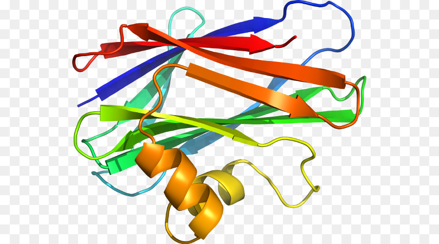 هيكل البروتين，علم الأحياء PNG