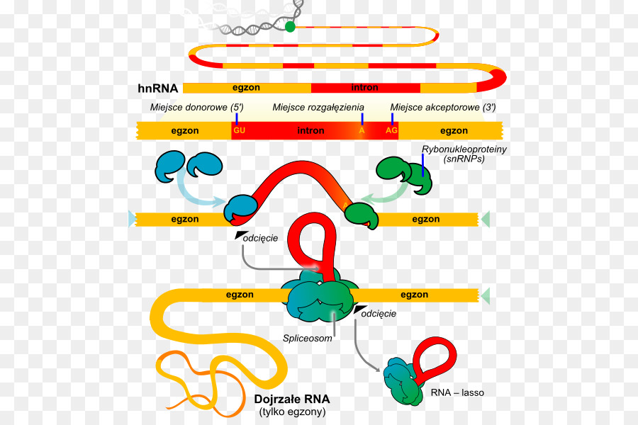 Rna الربط，الحمض النووي الريبي PNG