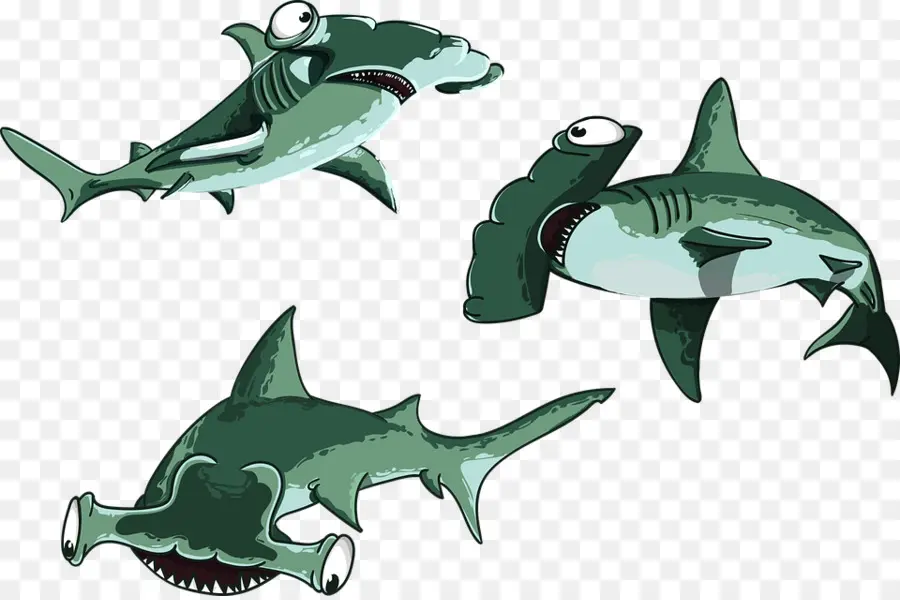 القرش，القرش المطرقة PNG