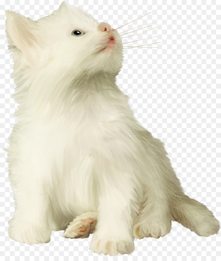 القط الفارسي，التركية فان PNG