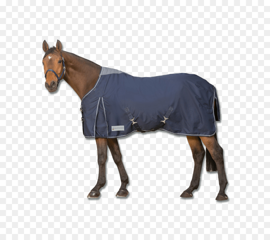 الحصان，الحصان بطانية PNG