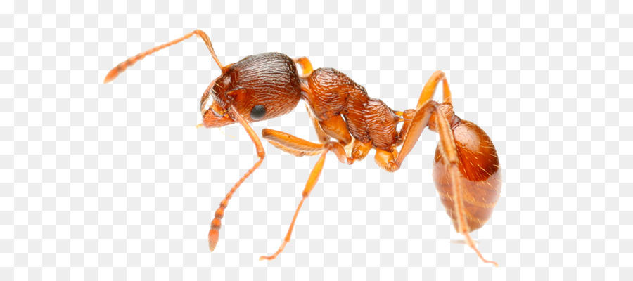 النمل，الحمراء المستوردة نملة النار PNG
