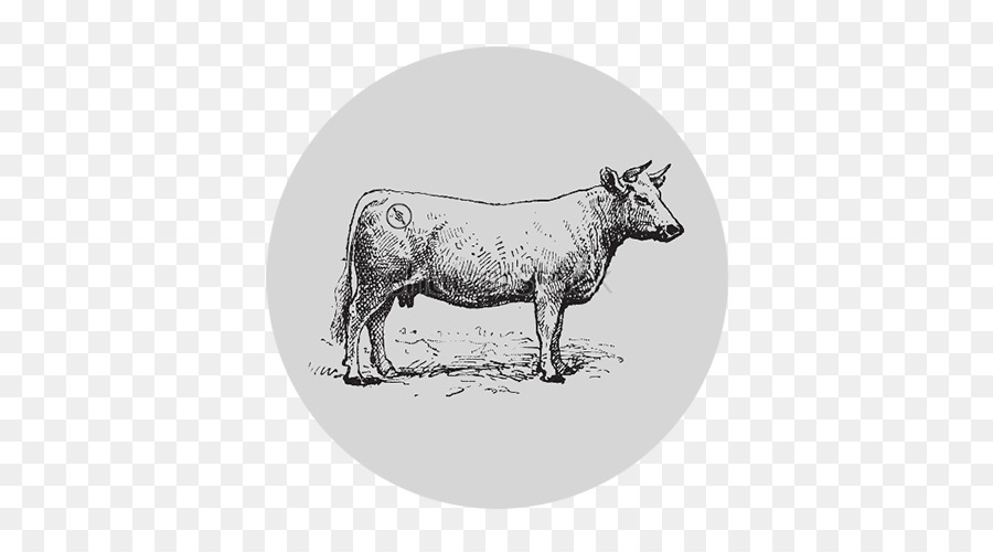 الأبقار，Charolais الماشية PNG