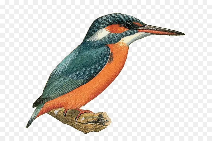 Kingfisher，Kingfisher المشترك PNG