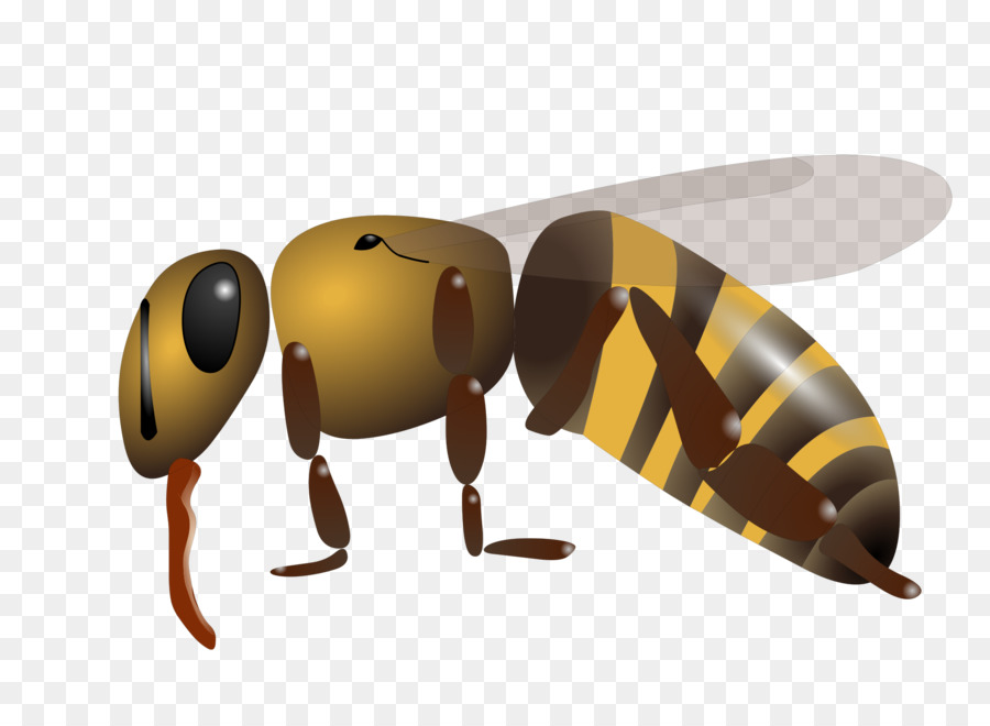 الغربية عسل النحل，النحل PNG