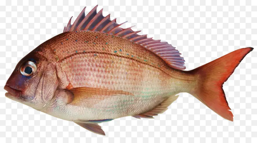 الأسماك，المأكولات البحرية PNG