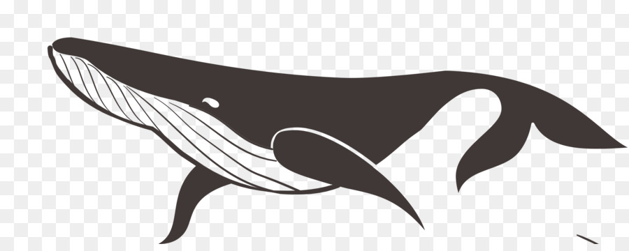 الرسم，رتبة الحيتان PNG