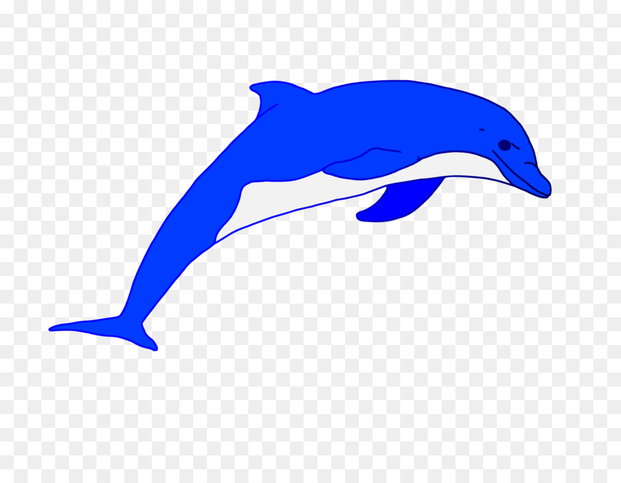 Dolphin الشورت الشورت，الدلفين Roughedoothed PNG
