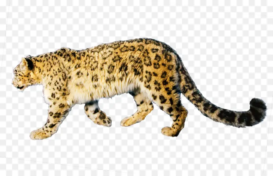 الوشق，Wildcat PNG