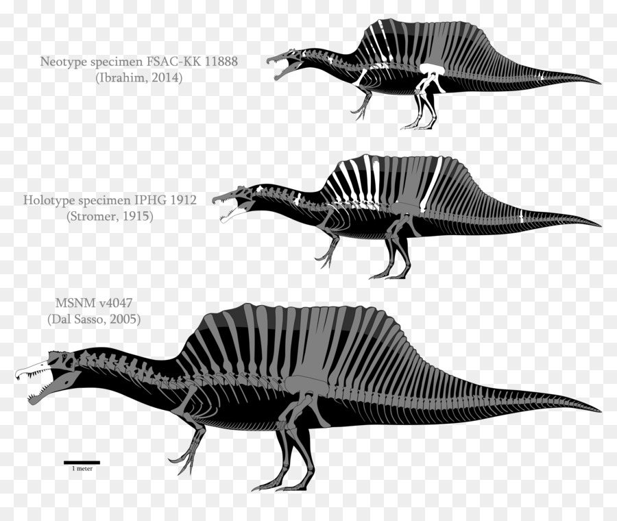 سبينوصور，الديناصور PNG