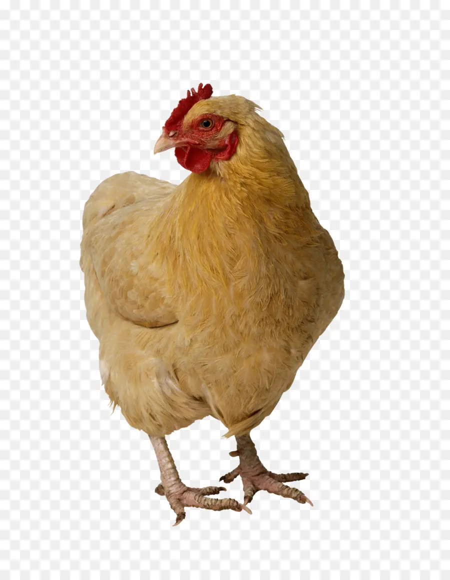 الدجاج，اللاحم PNG