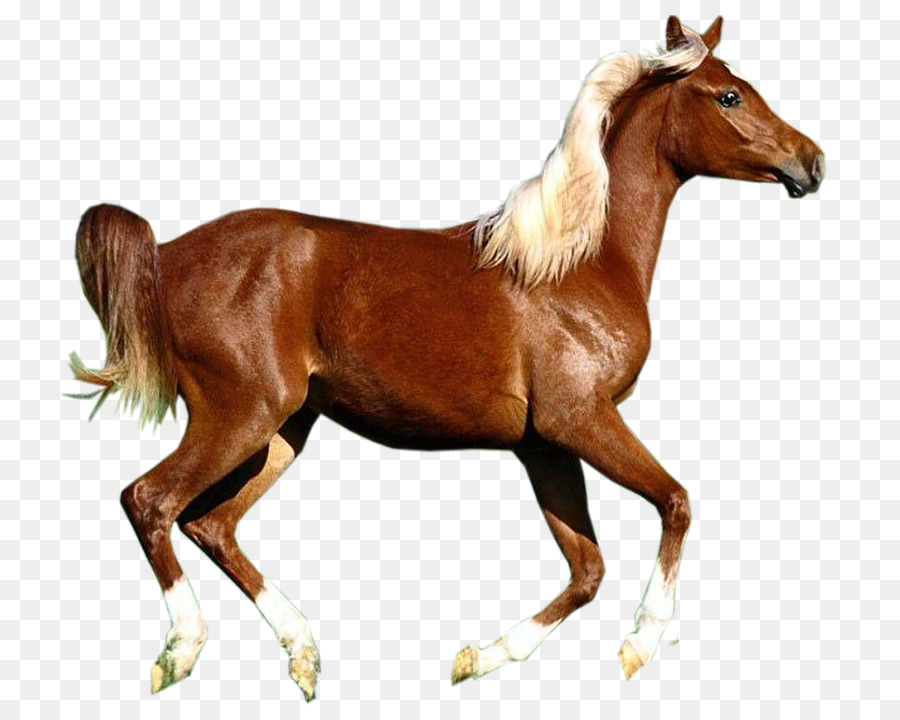 حصان，شجار PNG