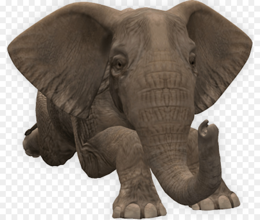 الفيلة，الفيل الأفريقي PNG