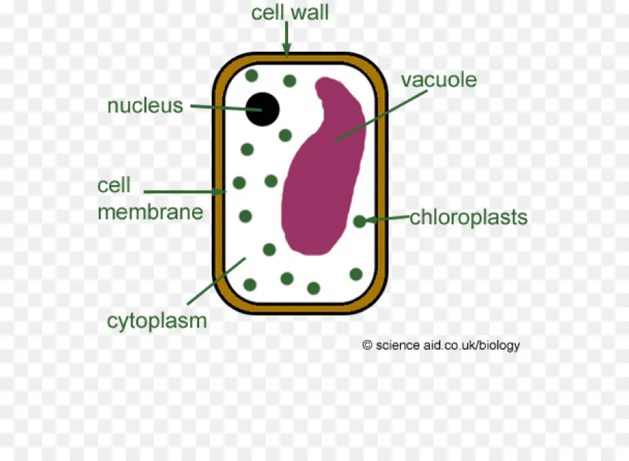 مخطط الخلية النباتية，علم الأحياء PNG