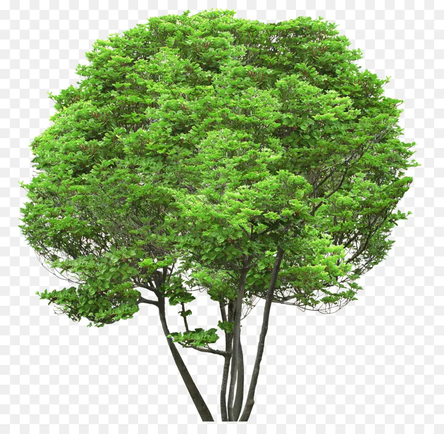 الخشب الصلب，شجرة PNG