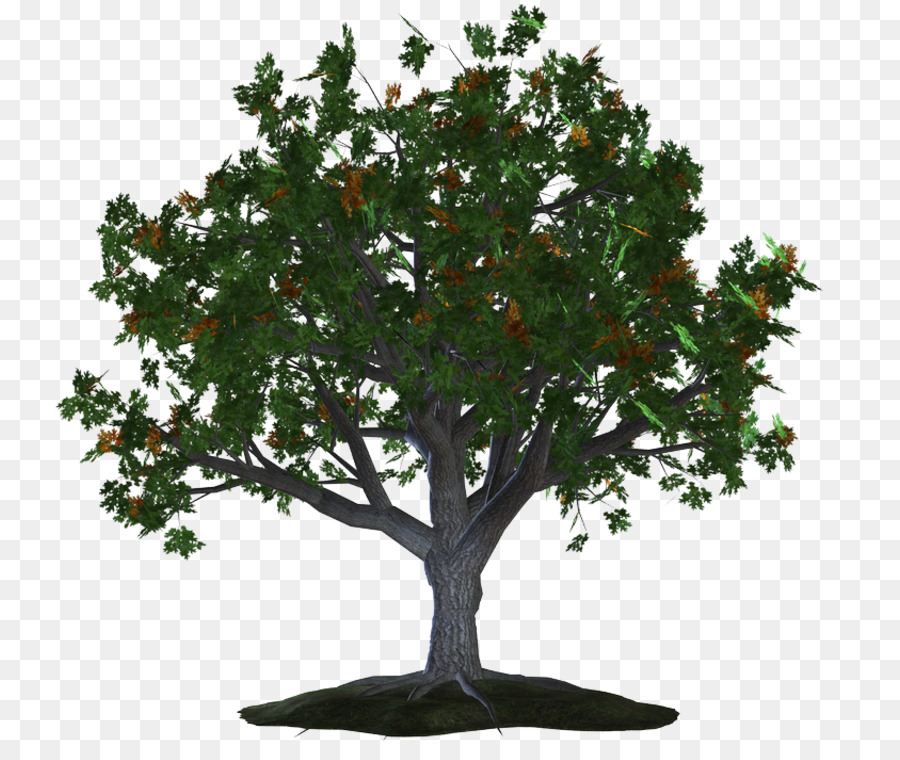 الفئة الأولى，شجرة PNG